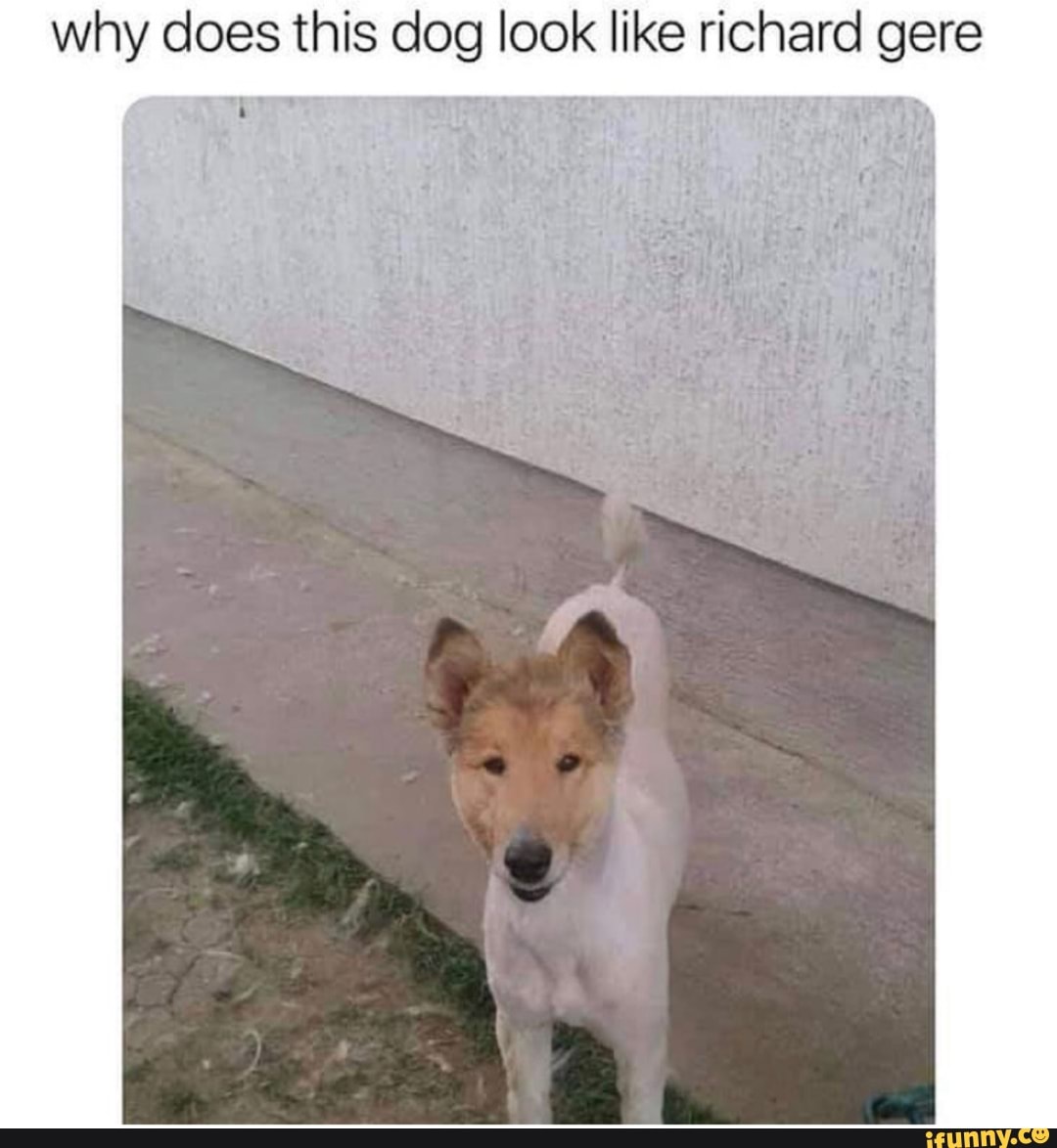 a dog that looks exactly like richard gere