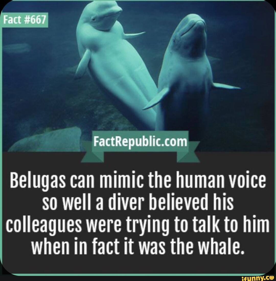 Beluga whale : r/memes