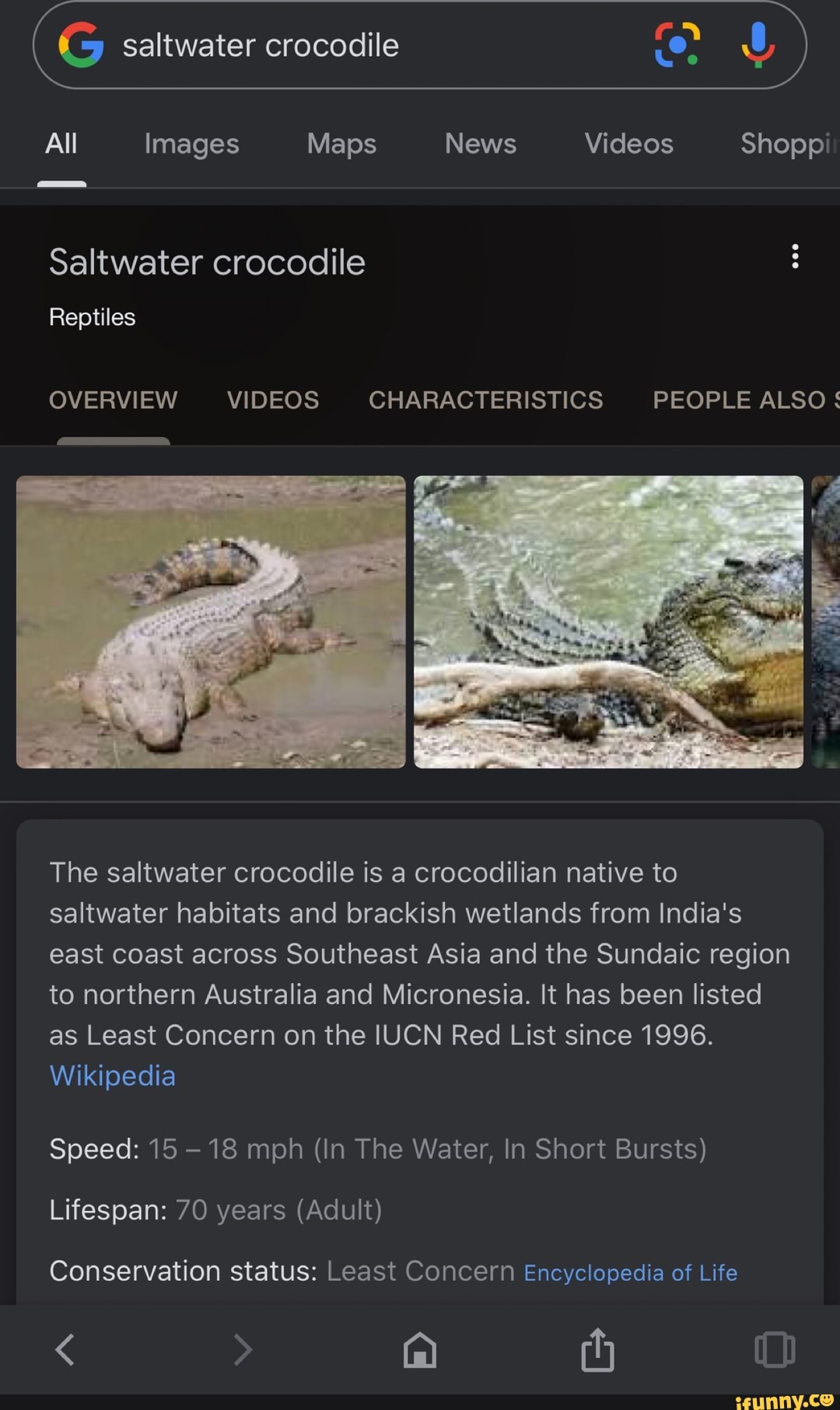 Saltwater Crocodile All Images Maps News Videos Shopp Saltwater 