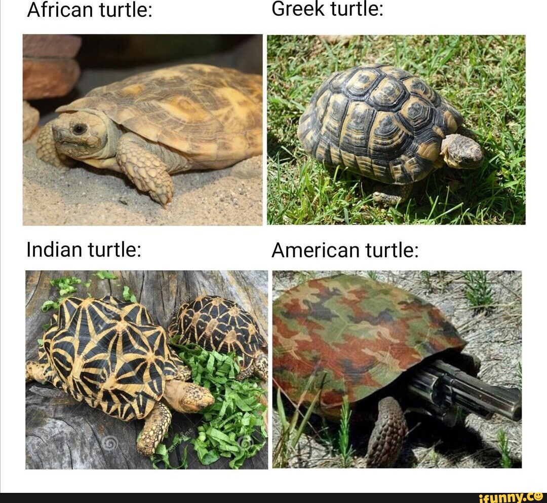 African Turtle: Greek Turtle: Indian Turtle: American Turtle: - Ifunny