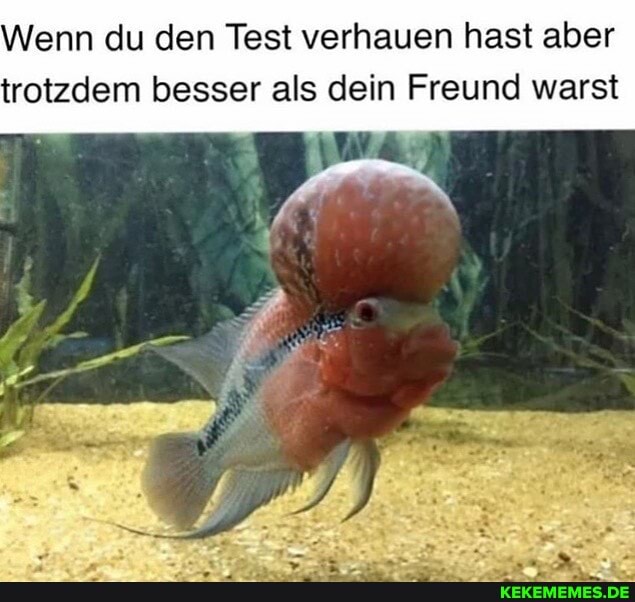 Wenn du den Test verhauen hast aber trotzdem besser als dein Freund warst