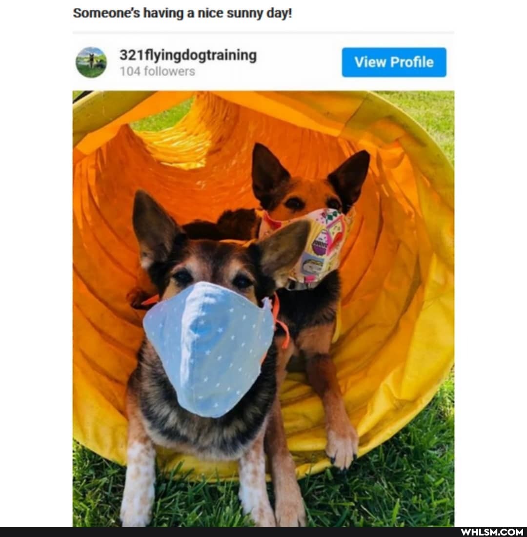 Someone's having a nice sunny day!
321 flyingdogtraining
bey