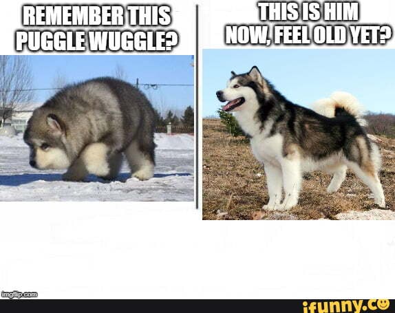 Wuggle Wuggle memes. Best Collection of funny Wuggle pictures on iFunny