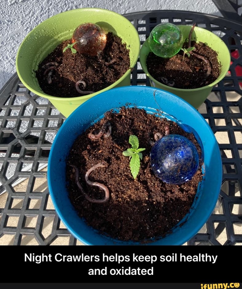 Night Crawlers helps keep soil healthy and oxidated - Night Crawlers helps keep soil healthy and oxidated