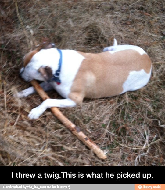 I threw a twig.This is what he picked up.