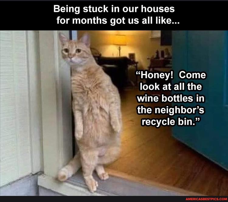 Being stuck in our houses for months got us all like...
"Honey! Come look at all the wine bottles in the neighbor's recycle bin."