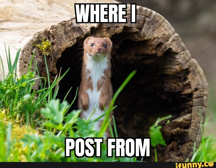 Weasel memes. Best Collection of funny Weasel pictures on iFunny