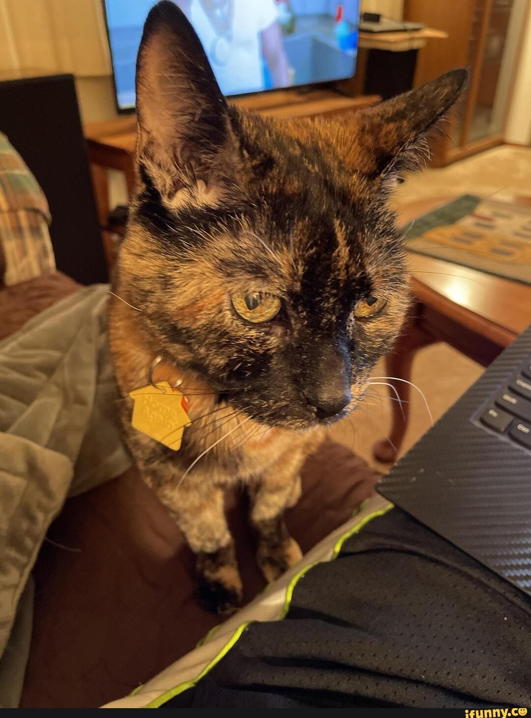 Tortoiseshell_cat memes. Best Collection of funny Tortoiseshell_cat