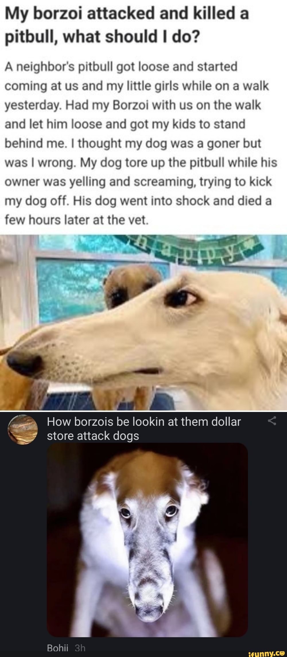 My borzoi attacked and killed a pitbull, what should I do? A neighbor's
