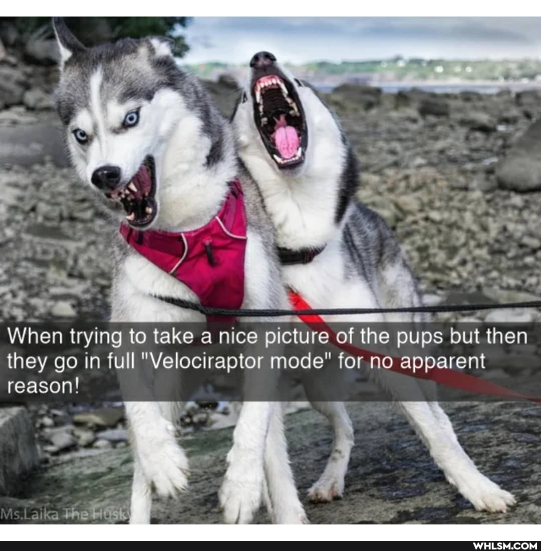 When trying to take a nice picture of the pups but then they go in full "Velociraptor mode" for no apparent
reason!