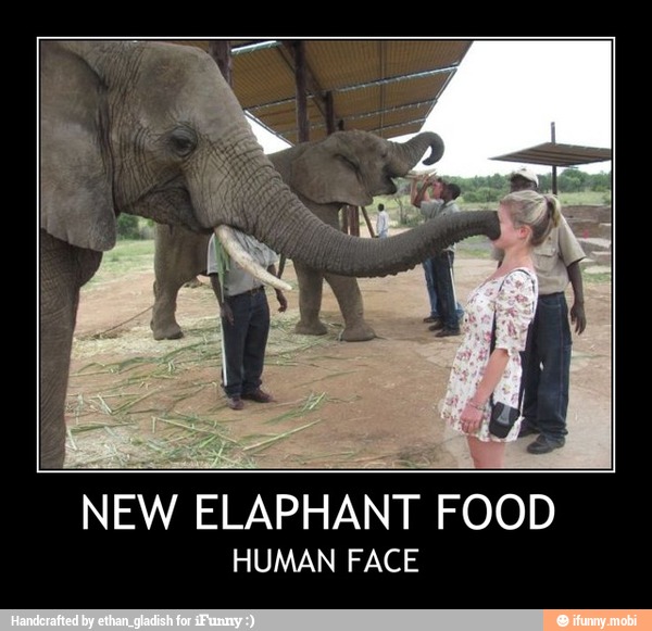 NEW ELAPHANT FOOD
HUMAN FACE - NEW ELAPHANT FOOD
HUMAN FACE