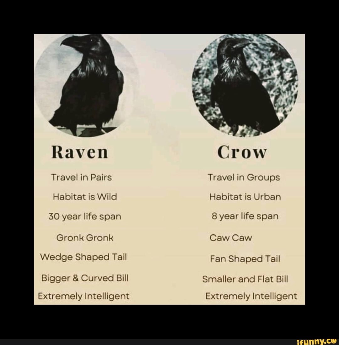 Raven Travel in Pairs Habitat is Wild 30 year life span Gronk Gronk ...