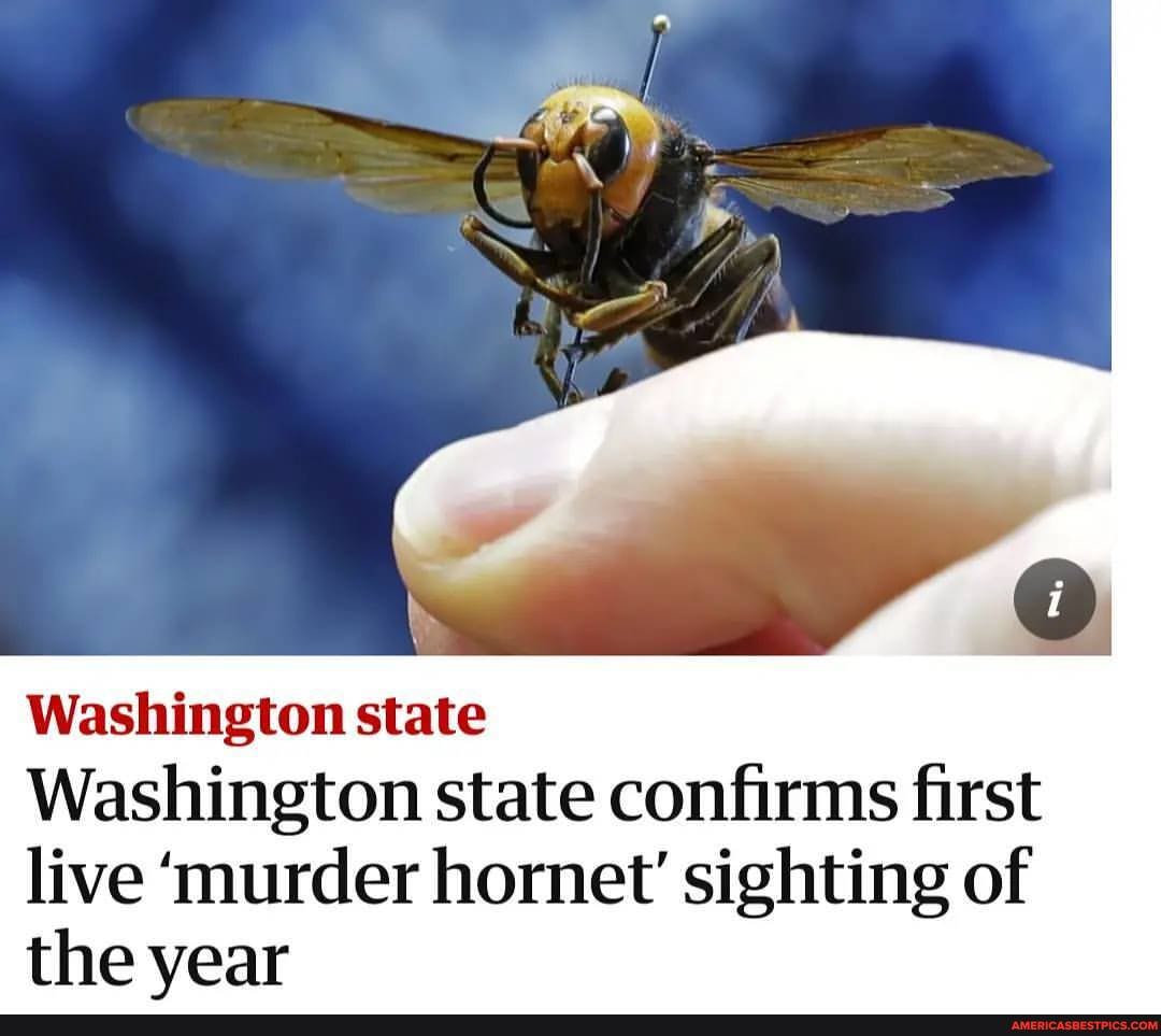 Washington State Washington State Confirms First Live Murder Hornet Sighting Of The Year 3238