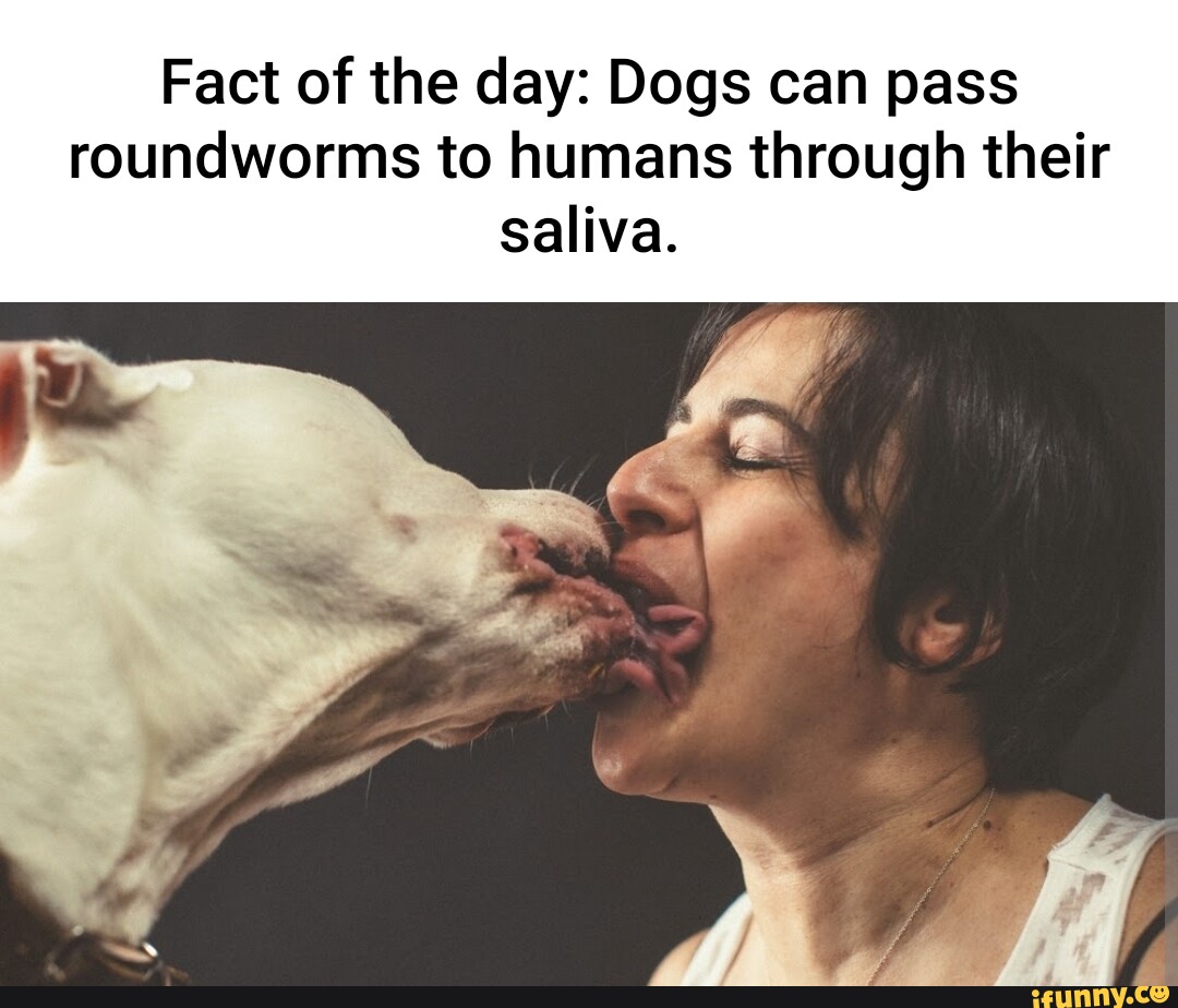 Fact of the day Dogs can pass roundworms to humans through their