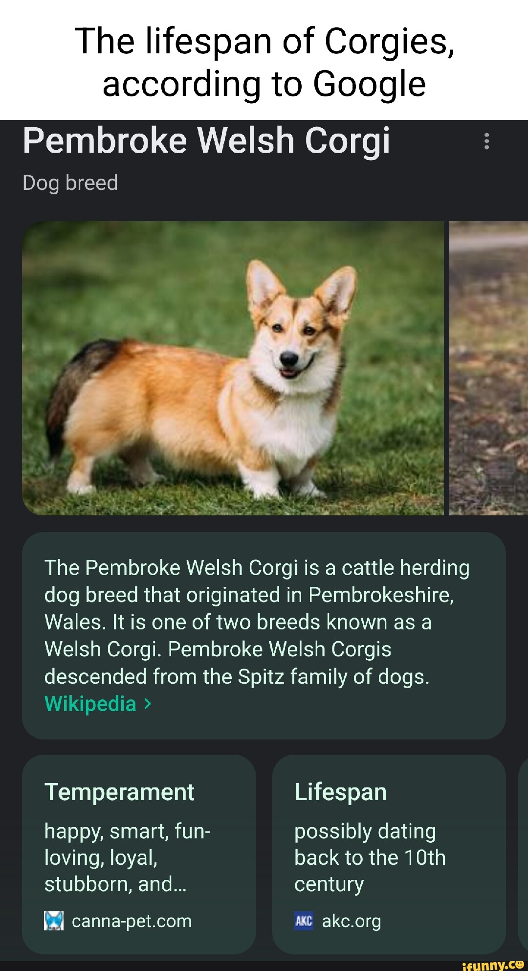 are corgis spitz