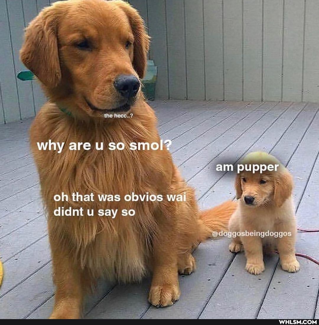 why are uso smol?
am pupper
oh that was obvios wal didnt u say so
