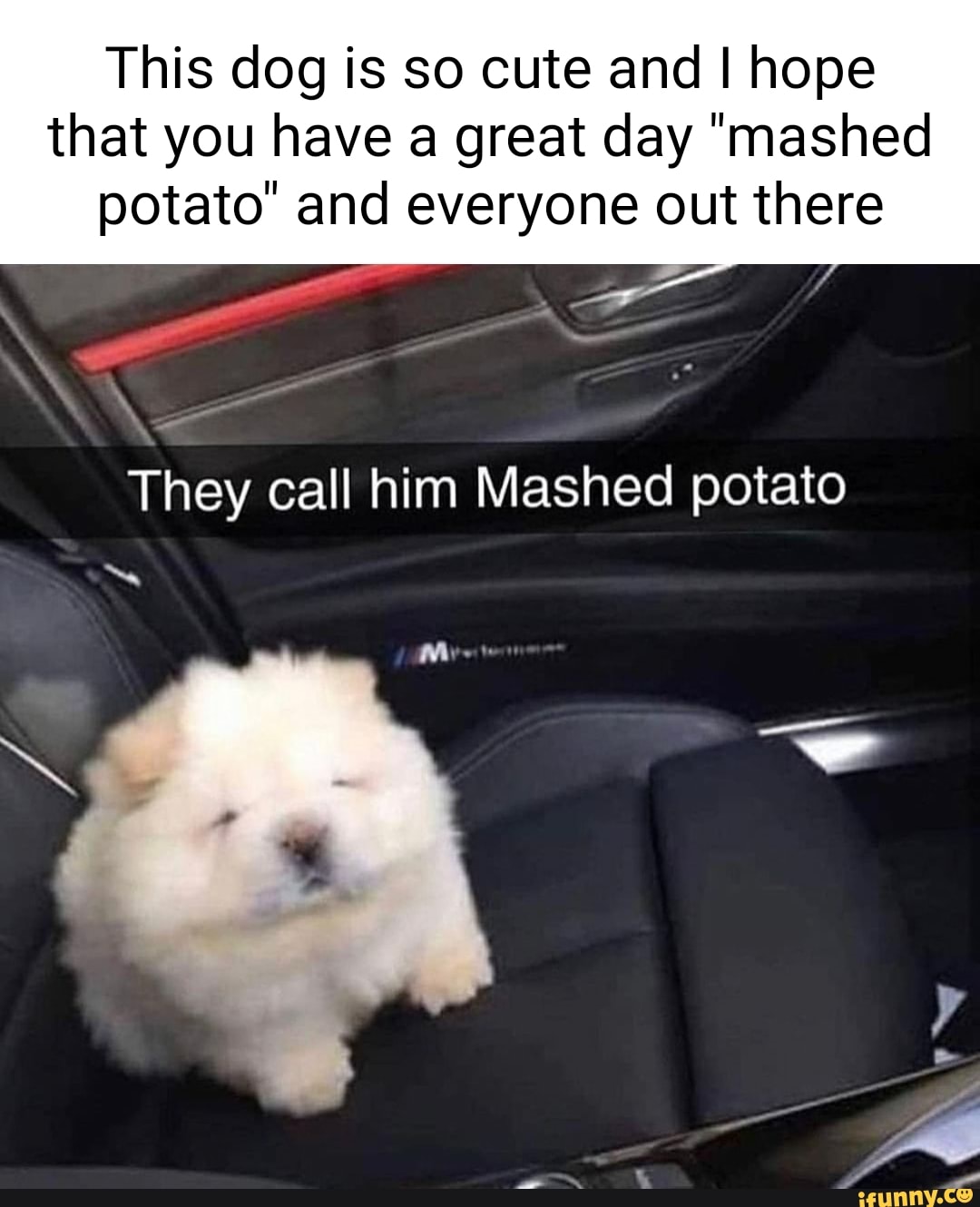 This dog is so cute and I hope that you have a great day "mashed potato