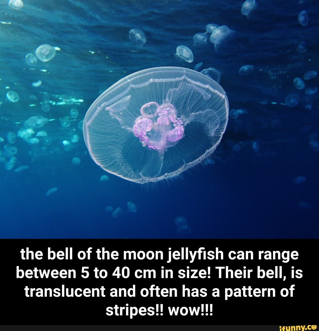 The Bell Of The Moon Jellyfish Can Range Between 5 To 40 Cm In Size