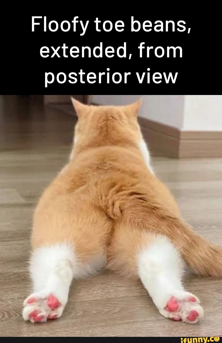 Floofy toe beans, extended, from posterior view iFunny Brazil