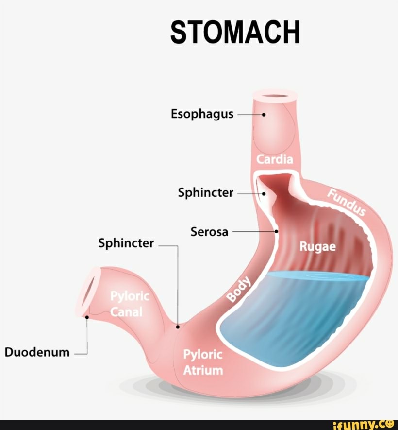 Stomach Esophagus Sphincter Serosa Sphincter Pyloric Canal Duodenum 