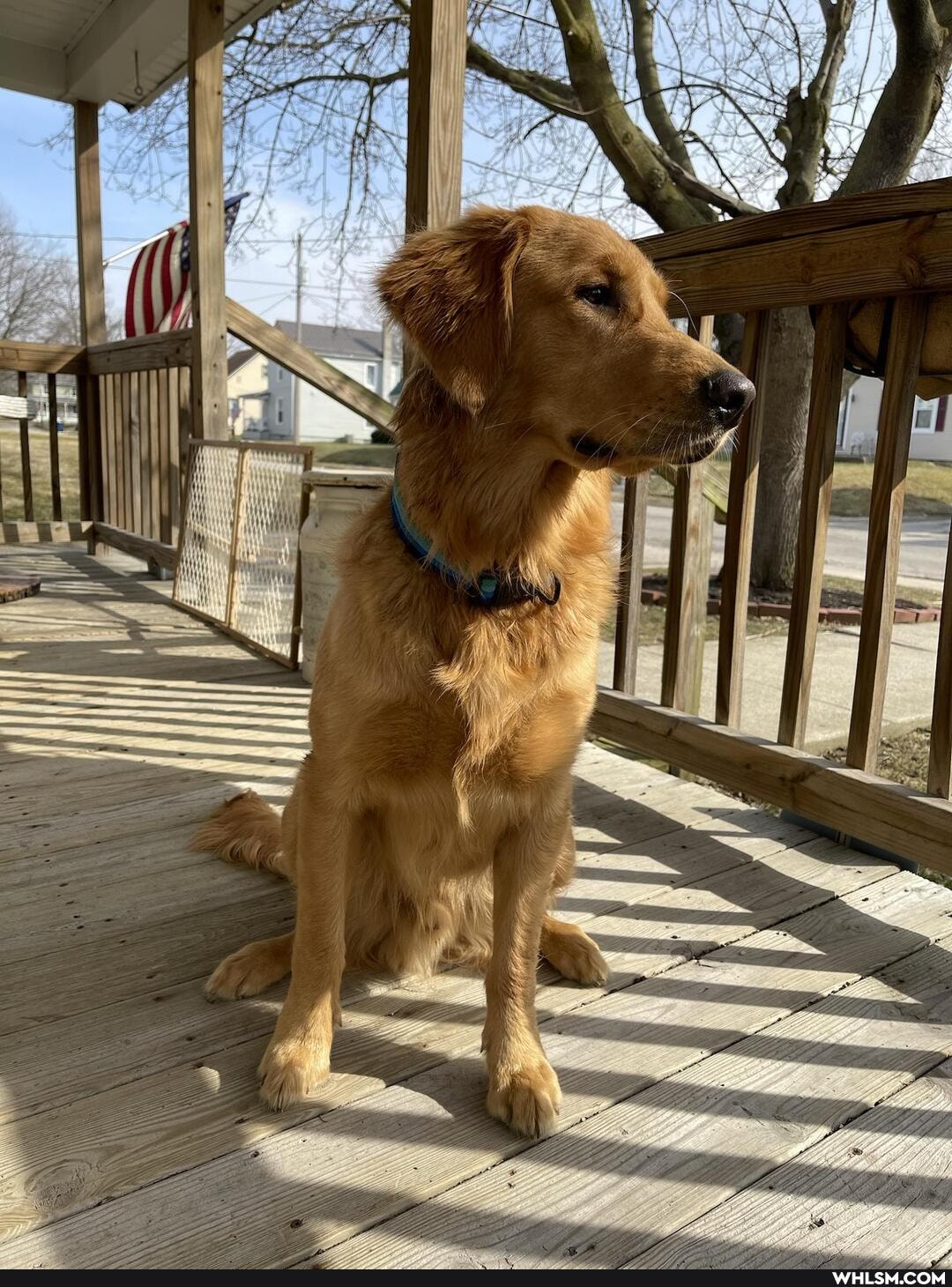 aww, doggo, dog, golden_retriever