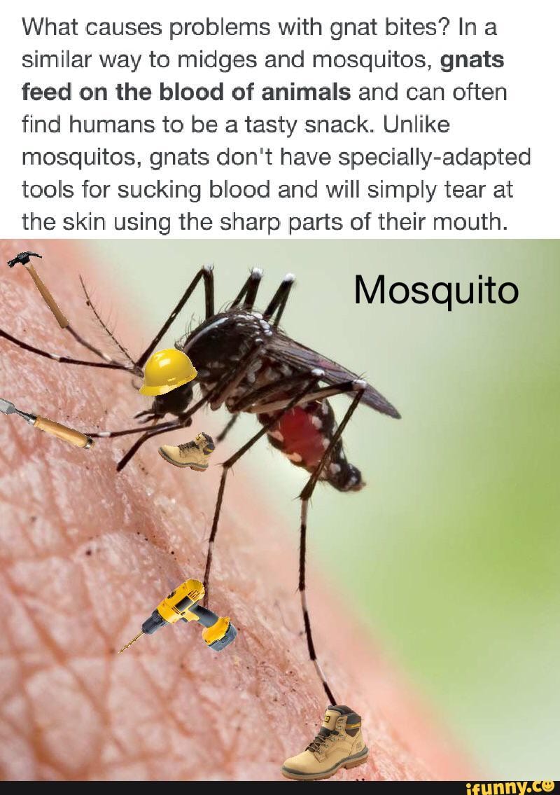 gnats-memes-best-collection-of-funny-gnats-pictures-on-ifunny