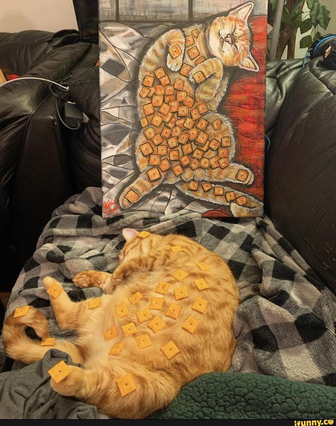 cheezit, cat, muse, love, buddy