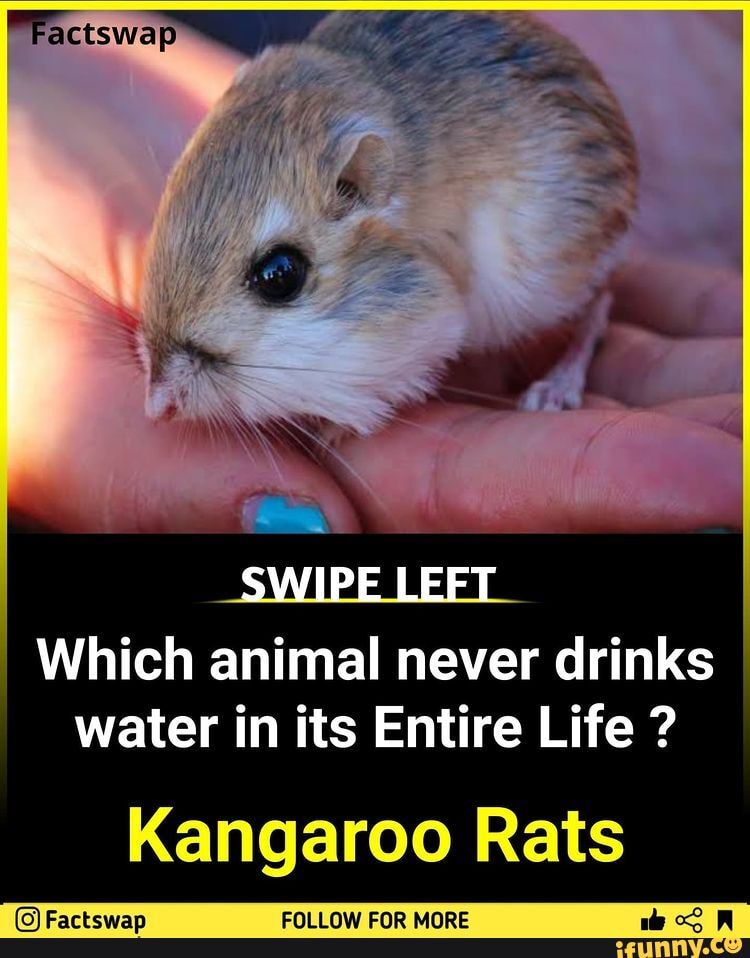 Factswap SWIPE LEFT Which animal never drinks water in its Entire Life ?  Kangaroo Rats 