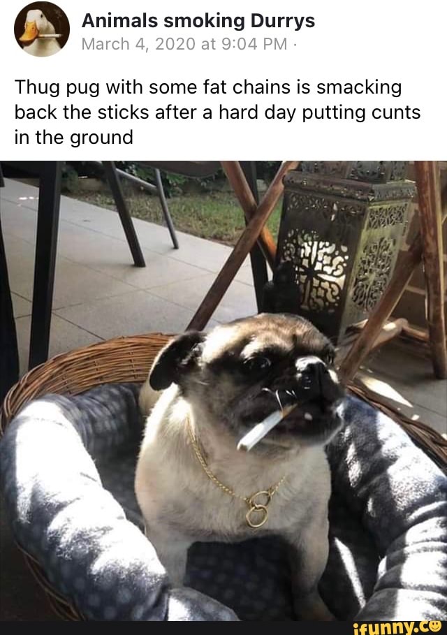 Animals smoking Durrys March 4, 2020 at PM - Thug pug with some fat chains  is smacking back the sticks after a hard day putting cunts in the ground -  