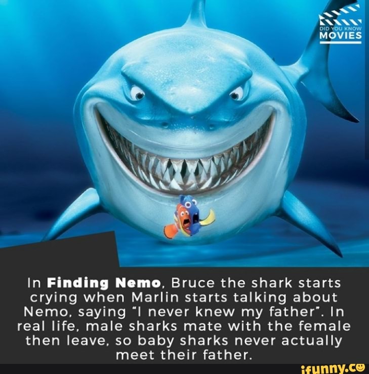 In Finding Nuno Bruce The Shark Starts Crying When Marlin Starts Talking About Nemo Saying I Never Knew My Father In Real Life Male Sharks Mate With The Female Then Leave So