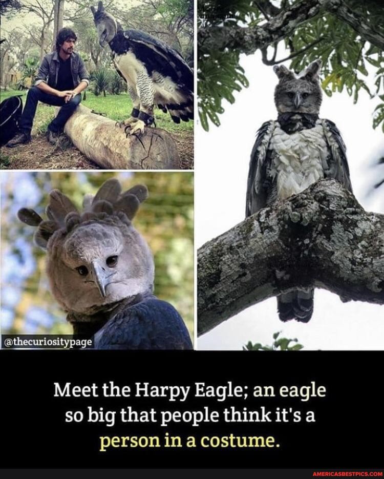@thecuriositypage
Meet the Harpy Eagle; an eagle so big that people think it's a person in a costume.