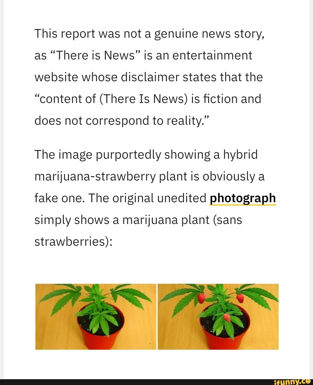 This report was not a genuine news story,
as "There is News" is an entertainment
website whose disclaimer states that the
"content of (There Is News) is fiction and
does not correspond to reality."
The image purportedly showing a hybrid
marijuana-strawberry plant is obviously a
fake one. The original unedited photograph
simply shows a marijuana plant (sans
strawberries):
