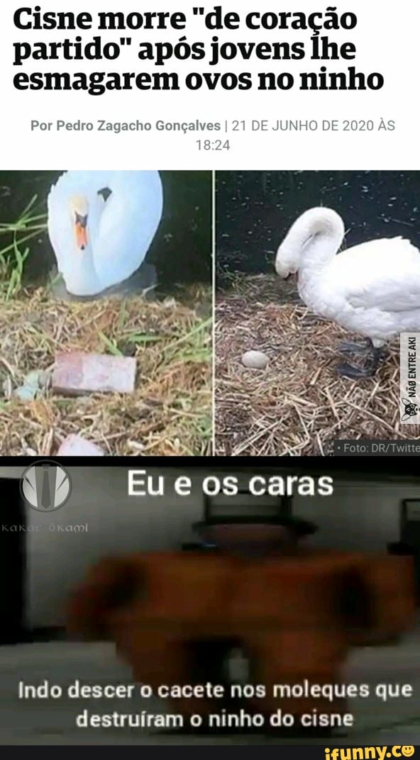 Cisne morre "de coração
partido" após jovens lhe
esmagarem ovos no ninho
Por Pedro Zagacho Gonç DE JUNHO DE 2020
Indo descer o cacete nos
moleques que
destruíram o ninho do cisne