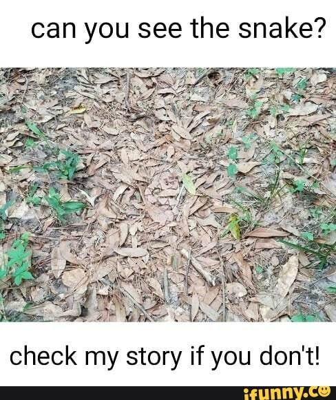 Can you see the snake? check my story if you don't! - iFunny