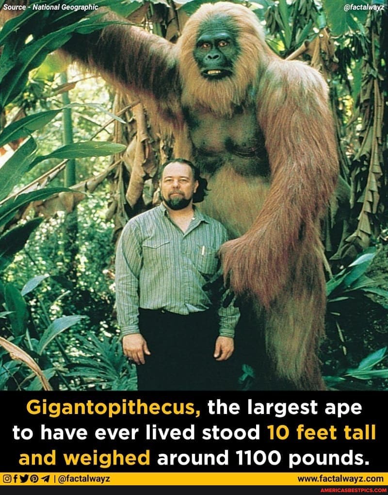 'ats Gigantopithecus, the largest ape to have ever lived stood 10 feet