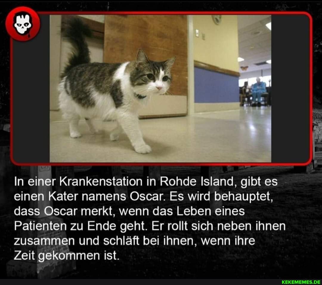In einer Krankenstation in Rohde Island, gibt es einen Kater namens Oscar. Es wi