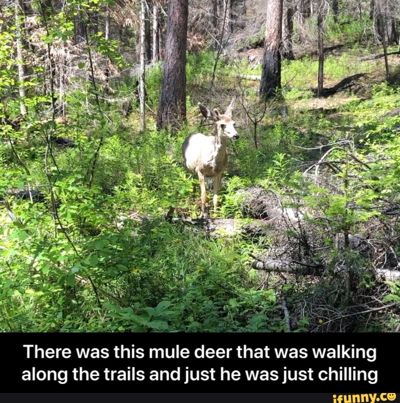 BO
ERE Re
2
There was this mule deer that was walking
along the trails and just he was just chilling - There was this mule deer that was walking along the trails and just he was just chilling