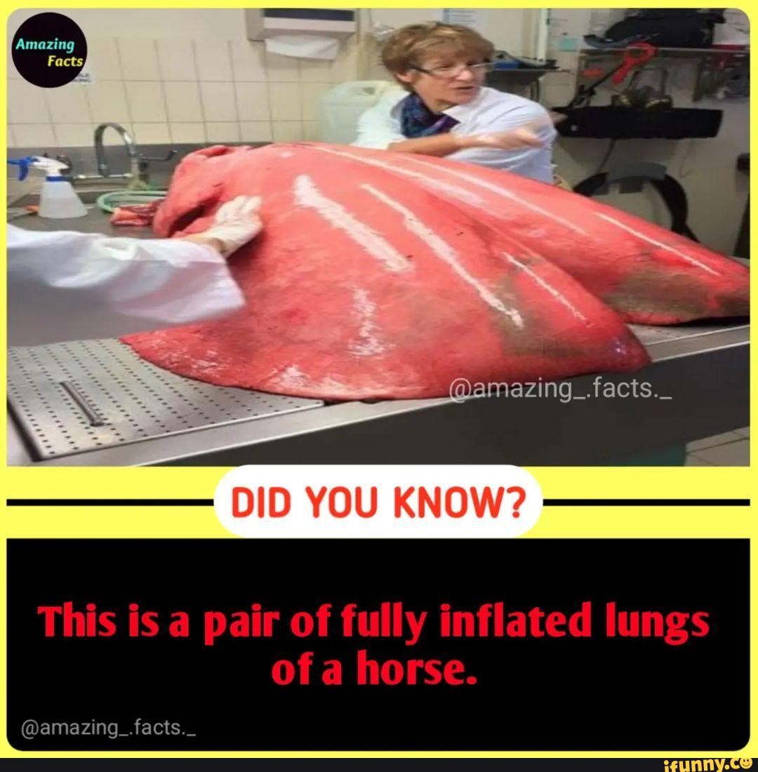 YOU KNOW? This is a pair of fully inflated lungs of a horse. facts iFunny