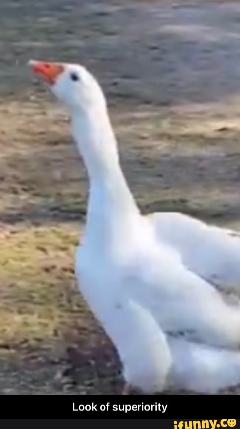 Look of superiority - Look of superiority