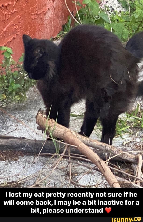 lost my cat pretty recently not sure if he
will come back, may be a bit inactive for a bit, please understand - I lost my cat pretty recently not sure if he will come back, I may be a bit inactive for a bit, please understand ❤️