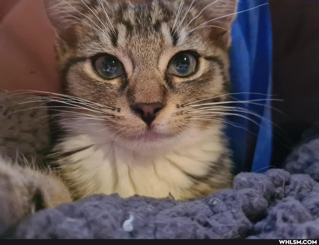 aww, kitten, smitten