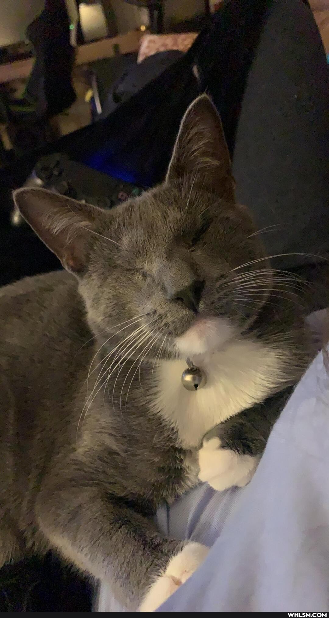cats, support, cat, love