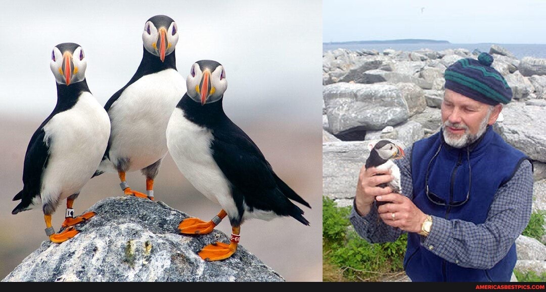 atlantic, puffins, driven, near, extinction, united, states, hun