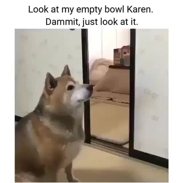 Shiba inu hotsell throws food bowl