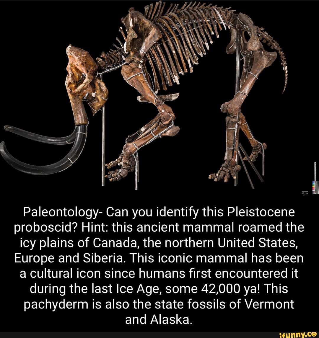 Paleontology- Can you identify this Pleistocene proboscid? Hint: this ...