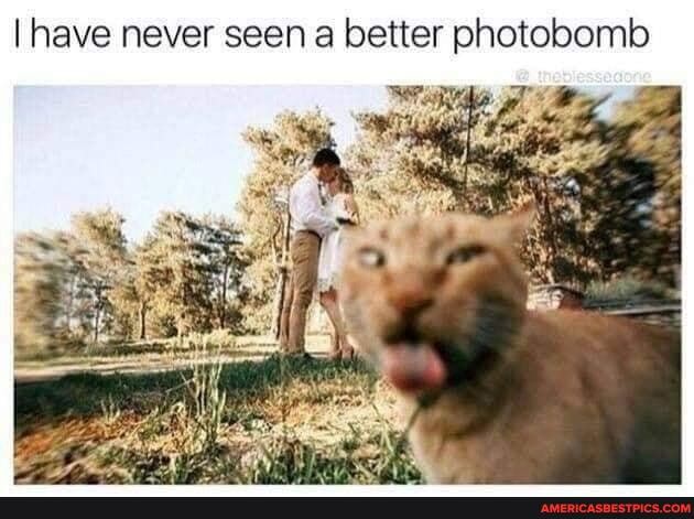 have never seen a better photobomb