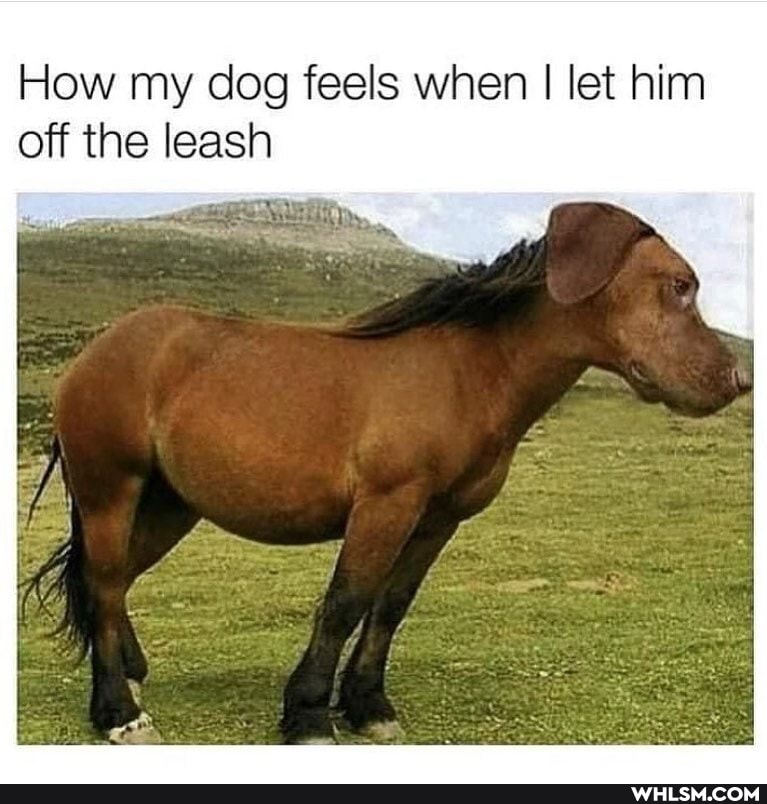 How my dog feels when I let him off the leash