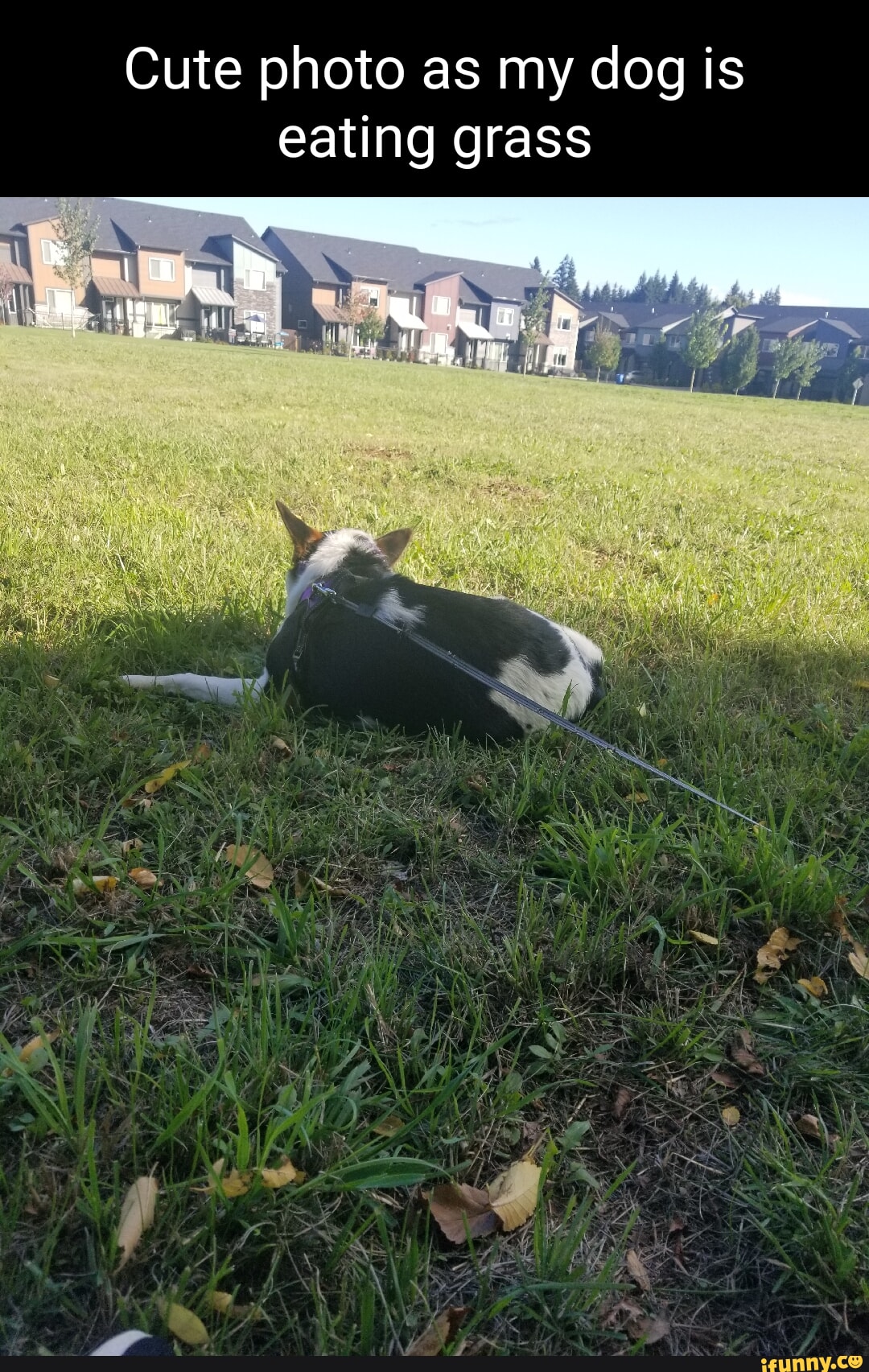 Cute photo as my dog is eating grass iFunny