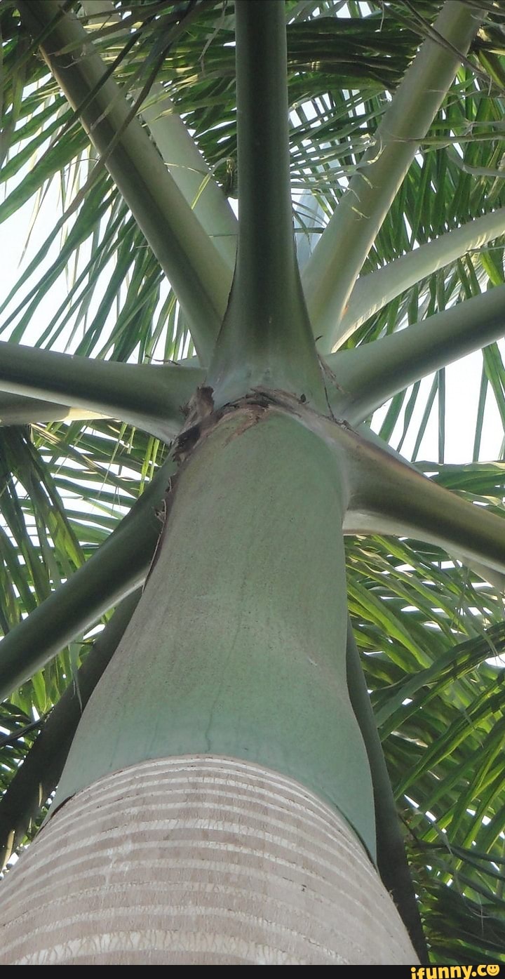 Palm_tree memes. Best Collection of funny Palm_tree pictures on iFunny