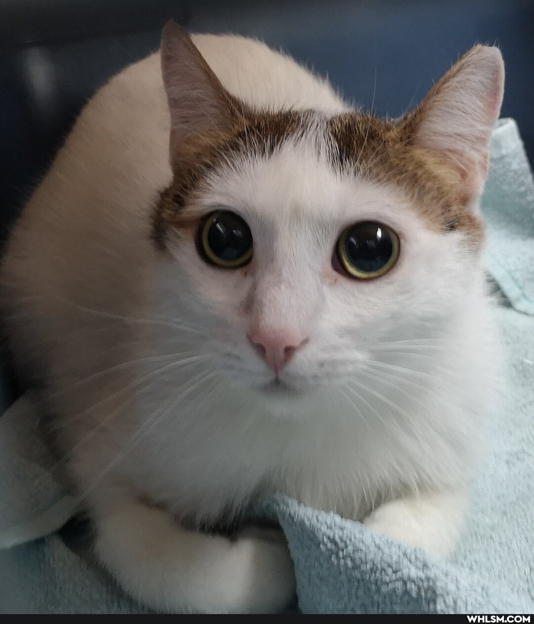 funny, cat, aww, loveyourpets